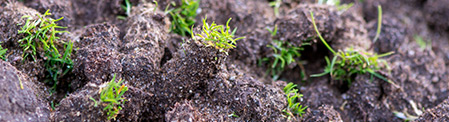 Aeration Services by Firmly Rooted
